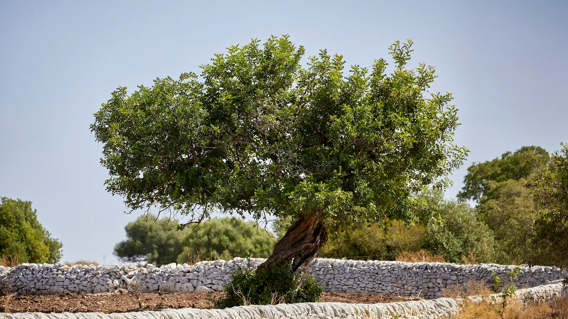 albero_del_carrubo