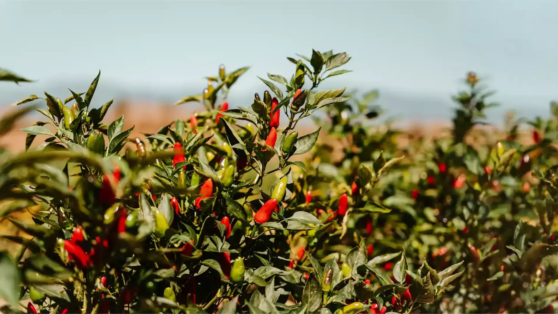 peperoncino_calabrese_monodose