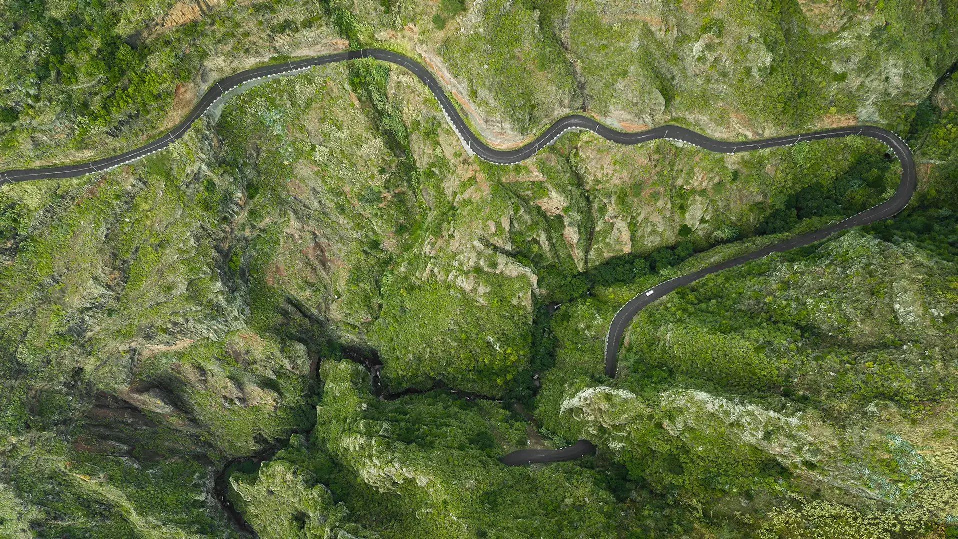 Strada che si snoda attraverso una foresta verde — metafora visiva della resilienza e dell'adattamento, concetti centrali nella nutraceutica degli adattogeni.