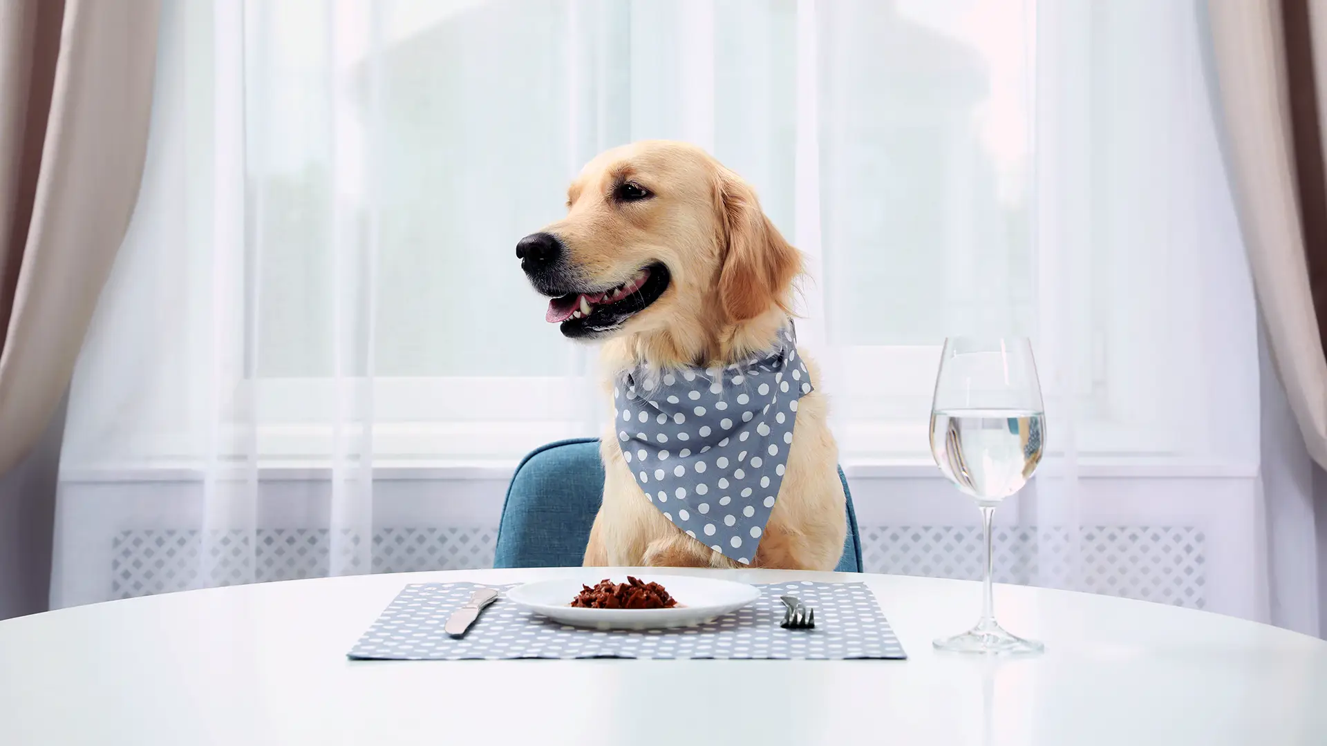 Golden retriever seduto a tavola con piatto e calice — mangimi complementari per animali domestici